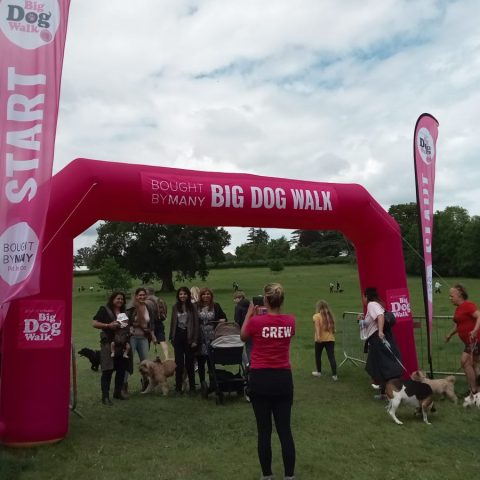 Big Dog Walk Surrey