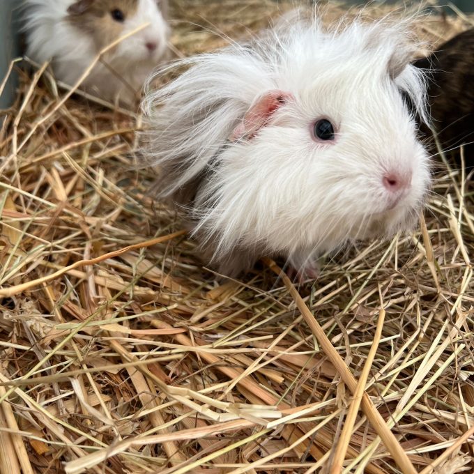 guinea pigs.JPG