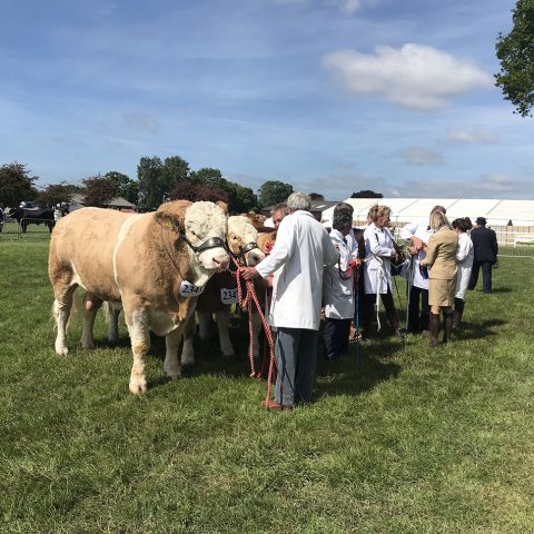 Suffolk Show